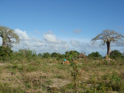 <b>Figure 2.</b> <i>Ufukoni Mibuyu 3.</i> Taken during excavations around Mikindani for my PhD (Image Copyright: M. Pawlowicz).